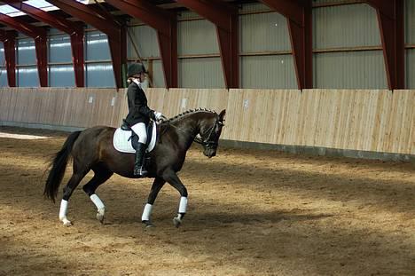 Tysk Sportspony Starlight <3 *Tøsen* *solgt* - 23. september billede 18