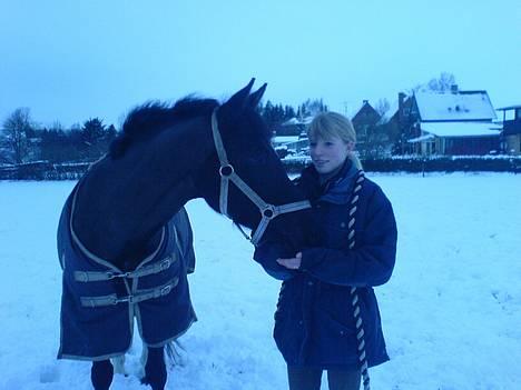 Tysk Sportspony Starlight <3 *Tøsen* *solgt* billede 19