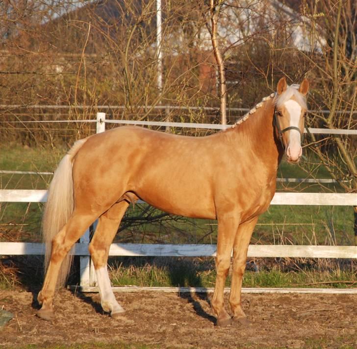 Palomino Lysgaards Cosmo  solgt - føl billede 1