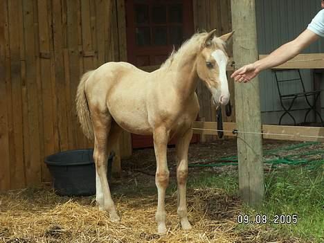 Palomino Lysgaards Cosmo  solgt - føl billede 2