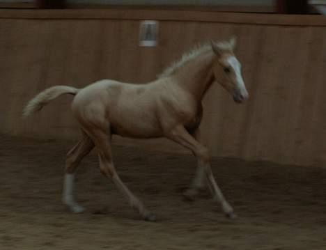 Palomino Lysgaards Cosmo  solgt - føl billede 4