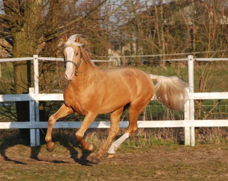 Palomino Lysgaards Cosmo  solgt - føl billede 5