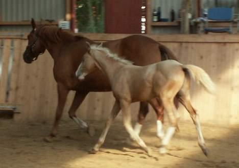 Palomino Lysgaards Cosmo  solgt billede 6