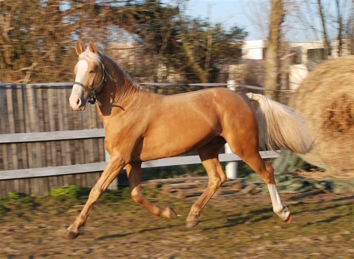 Palomino Lysgaards Cosmo  solgt billede 7