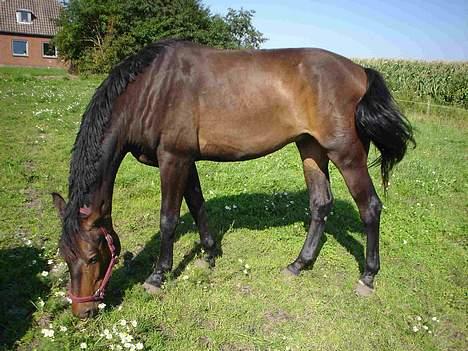 Dansk Varmblod Castello-aflivet - her er han igen, taget igår d.15/8 2005 billede 7