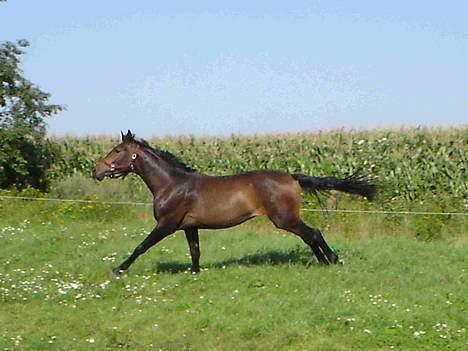Dansk Varmblod Castello-aflivet - fuld fart over feltet billede 8
