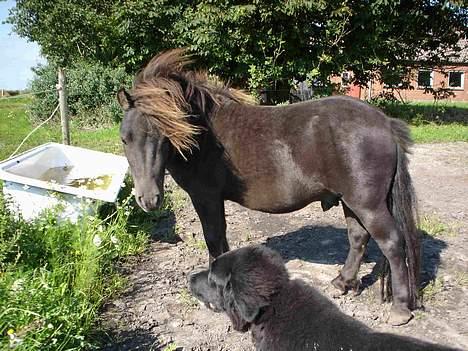 Shetlænder Balder RIP - nyt billeder taget d 15/8 2005 balder og bella billede 8