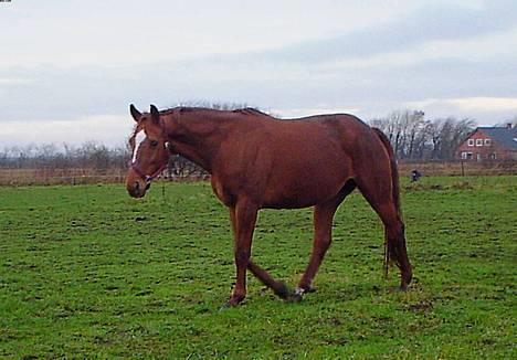Dansk Varmblod Michelle M RIP. - Mille hvor man kan ane den vokesende mave :) dec. 06 ifolet med Onassis billede 6