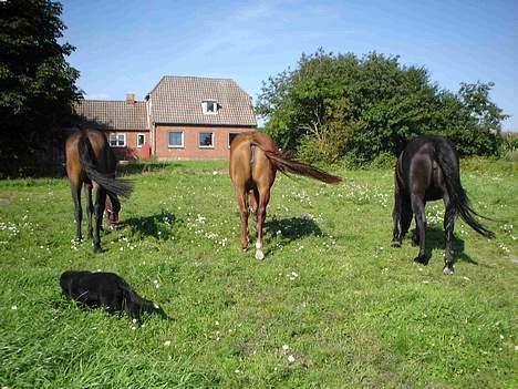 Dansk Varmblod Michelle M RIP. - Nå enden er go er alting godt :) billede 7