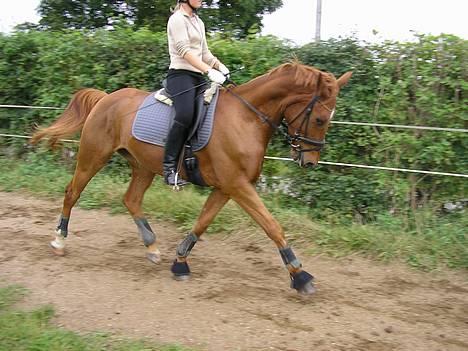 Anden særlig race  Enggaardens Romeo (SOLGT billede 1