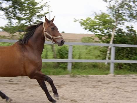 Dansk Varmblod Chivas billede 19