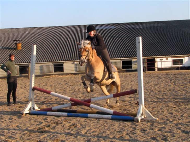 Haflinger Ines (Tidl. pony) - Springtræning.. billede 15