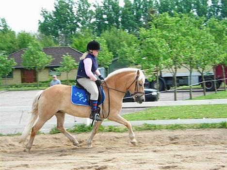 Haflinger Ines (Tidl. pony) - Dressur træning hjemme på banen.. billede 17