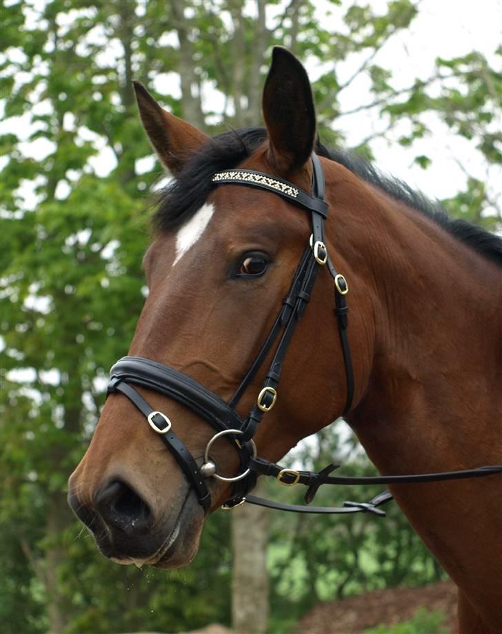 Dansk Varmblod Rozitta (Solgt) billede 1
