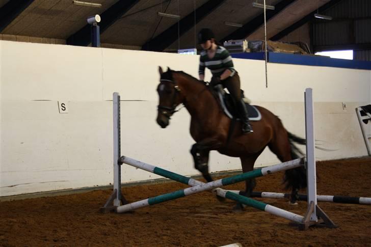 Dansk Varmblod Rozitta (Solgt) - Første springtræning på grindsted landbrugsskole billede 2