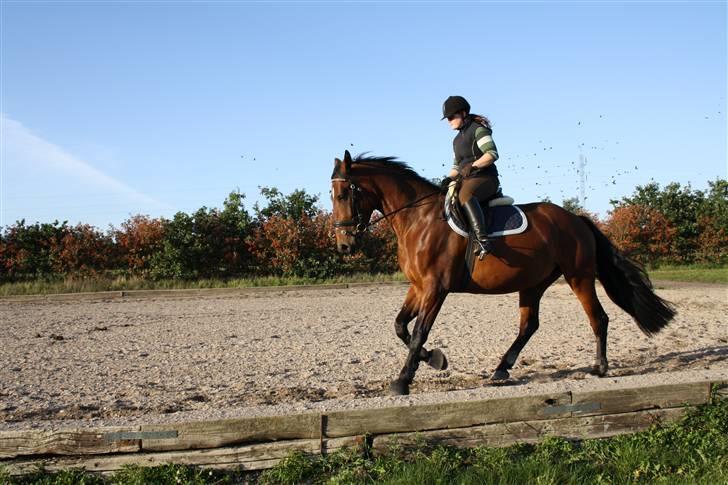 Dansk Varmblod Rozitta (Solgt) billede 4