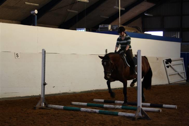 Dansk Varmblod Rozitta (Solgt) - Første springtræning på Grindsted Landbrugsskole billede 5