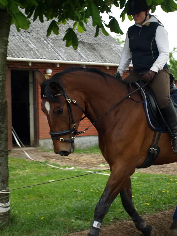 Dansk Varmblod Rozitta (Solgt) billede 6