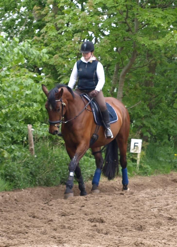 Dansk Varmblod Rozitta (Solgt) billede 7