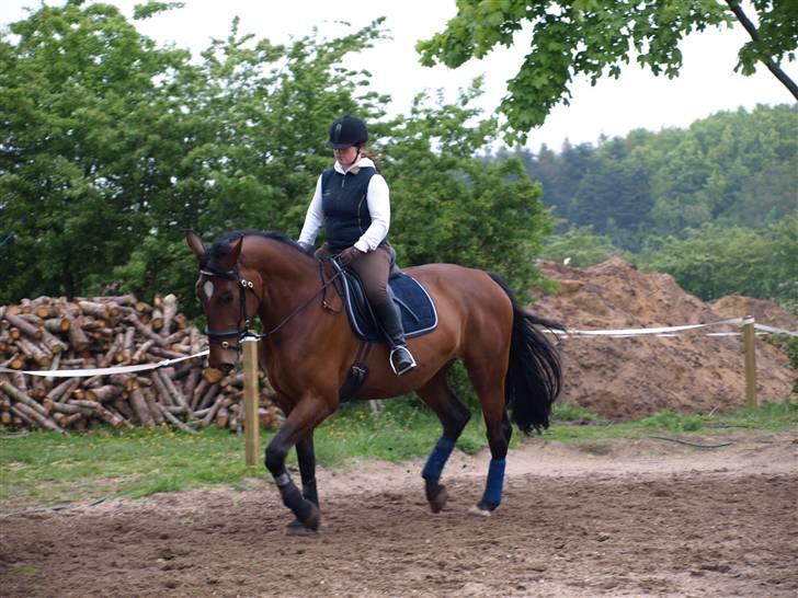 Dansk Varmblod Rozitta (Solgt) billede 8