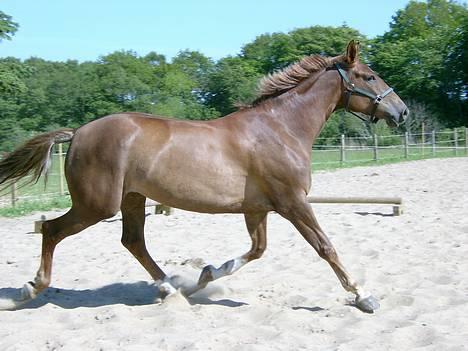 Dansk Varmblod Robbia Vedstedholm - Robbia 9/6 2006 billede 1