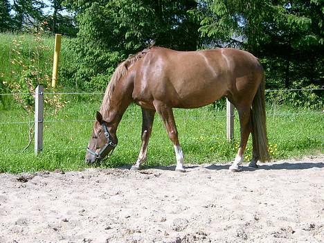 Dansk Varmblod Robbia Vedstedholm - 9/6 2006 billede 2