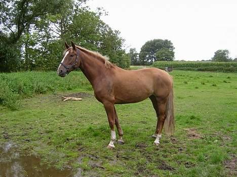 Dansk Varmblod Robbia Vedstedholm - Robbia er lige blevet hentet hos avleren. 12 august 2005 billede 3