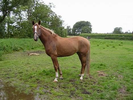 Dansk Varmblod Robbia Vedstedholm billede 4