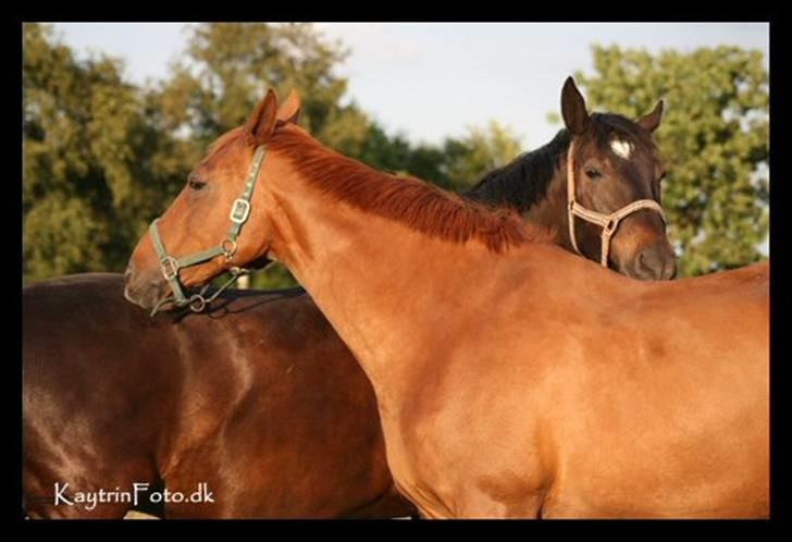 Dansk Varmblod Isabella † - Isabella gnubber Sigurd :-) På folden d. 9 Juli 2007 billede 20