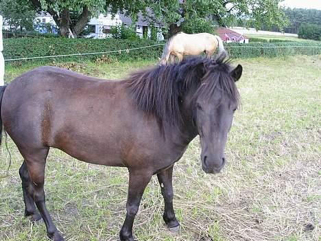 Shetlænder Møllegårdens Jedi - Møllegårdens Jedi på fold:) billede 1