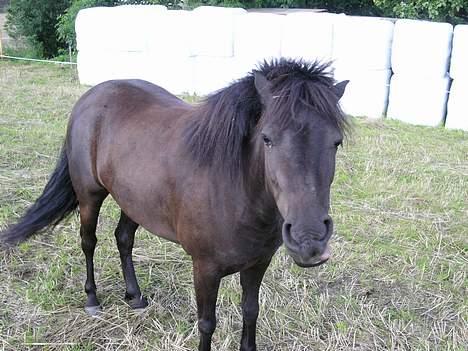 Shetlænder Møllegårdens Jedi - Du ser jo vældig interessant ud billede 2