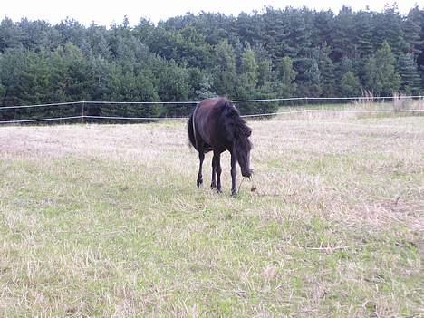 Shetlænder Møllegårdens Jedi - Guffenberg: p billede 3