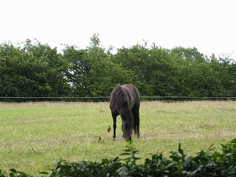 Shetlænder Møllegårdens Jedi - man ligner en helt lille hest billede 4