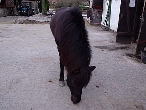 Islænder Kolskör frá Hofsstödum  - Jaa .. så går pigen en lille tur på gårdspladsen :) billede 9