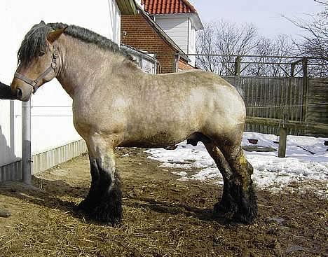 Belgier Chris De Balgerhoek BEH -  CHRIS DE BALGERHOEK. Mest kendte/benyttet avlshingst i dk de sidste par år! Sådan her ser en belgierhest ud når det er bedst!!hehe! Hvilken krop hva?! Ved kåringen fik han sølvmedalje og bla. 10 for krop!   billede 18