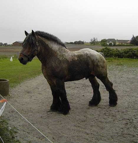 Belgier Chris De Balgerhoek BEH - 23.09.05. Chris på græs..  billede 19