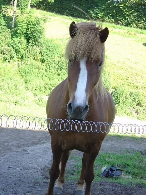Islænder Ganti fra Valsgård billede 11