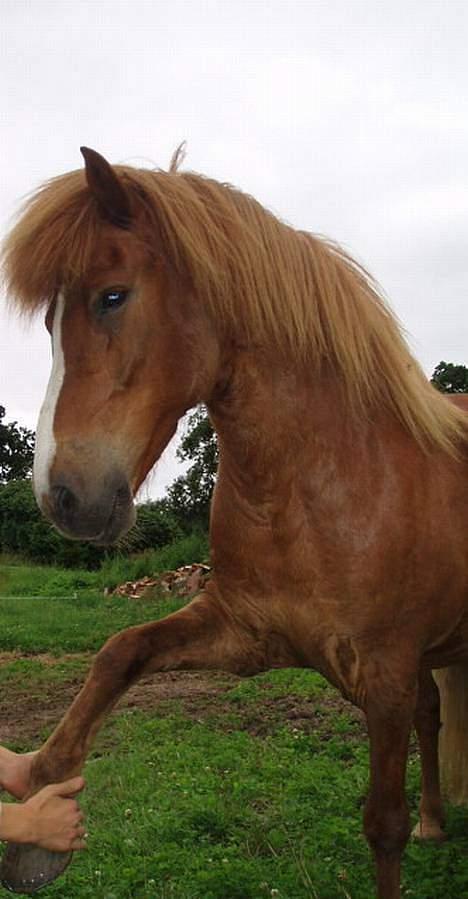 Islænder Ganti fra Valsgård billede 12