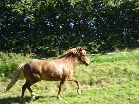 Islænder Ganti fra Valsgård - Trav.... billede 13