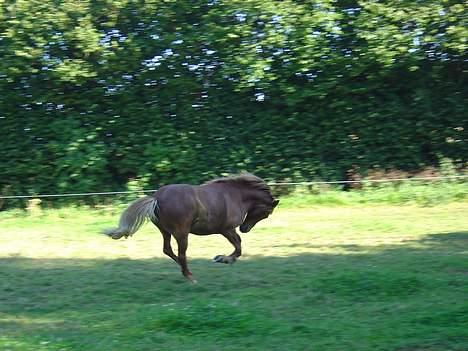 Islænder Ganti fra Valsgård - og Galop...!!! billede 14