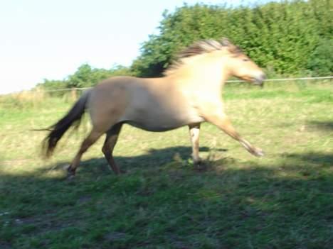 Fjordhest Stella - Galop...!!!!! billede 12
