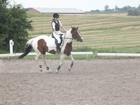 Pinto Kiara  - opvarmning... galop.. en megt glad kiara billede 11