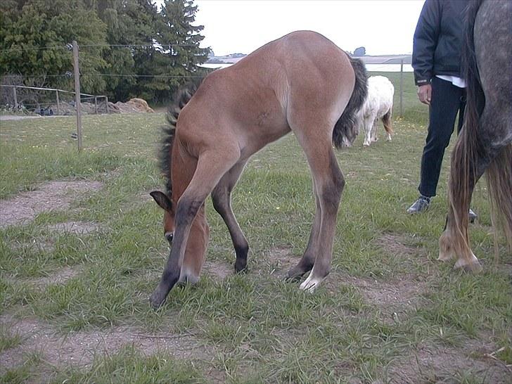 Connemara BREDEMADGÅRDS CILLA billede 9