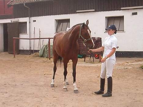 Holstener Lady Love(Tidligere part) - Her er jeg i fuld format.. Men ihh det er dejligt at tygge i alting.. billede 1
