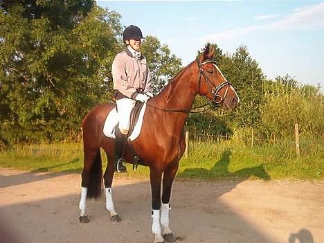 Holstener Lady Love(Tidligere part) - Nu er vi på vej til stævne.. Mit første stævne som dressur hest. billede 2