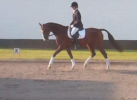 Holstener Lady Love(Tidligere part) - Her har i min trav. ( der var meget støv på banen så det er lidt slørret.) billede 3