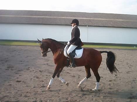 Holstener Lady Love(Tidligere part) - og her er min galop billede 4