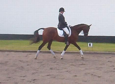 Holstener Lady Love(Tidligere part) billede 5