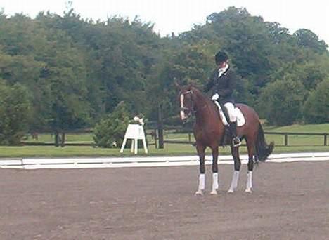Holstener Lady Love(Tidligere part) - parade på opvisnings banen. billede 6