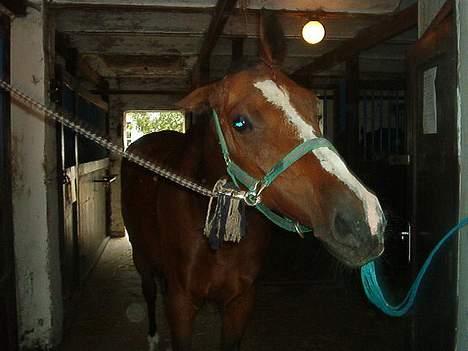 Holstener Lady Love(Tidligere part) - bvdr...  billede 7